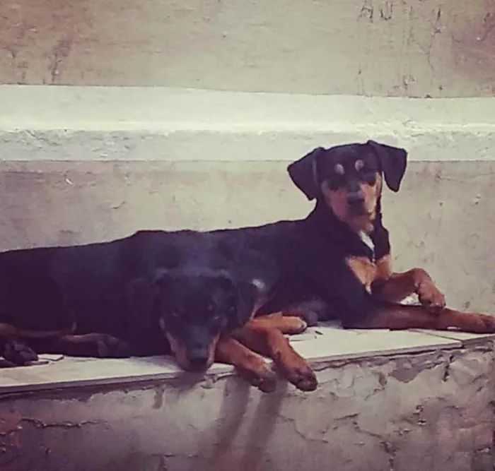 Cachorro ra a  idade 1 ano nome Meggy