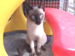 Gato raça Siames idade 2 a 6 meses nome Leon