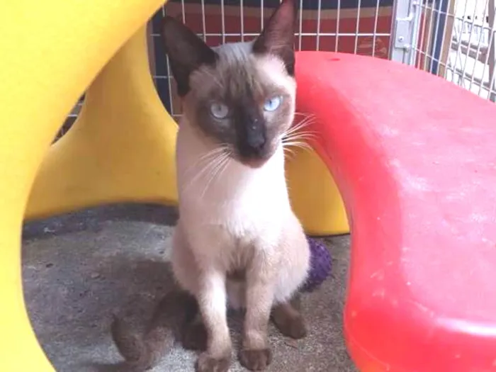 Gato ra a Siames idade 2 a 6 meses nome Leon
