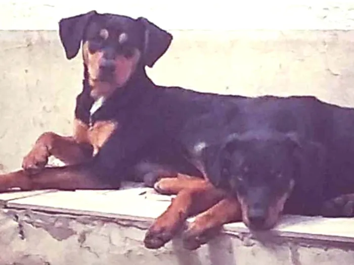 Cachorro ra a  idade 1 ano nome Meggy