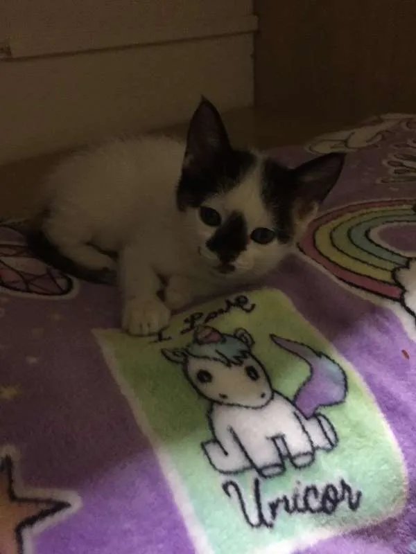 Gato ra a S.R.D. idade 2 a 6 meses nome Adoção conjunta