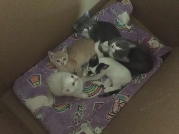 Gato ra a S.R.D. idade 2 a 6 meses nome Adoção conjunta