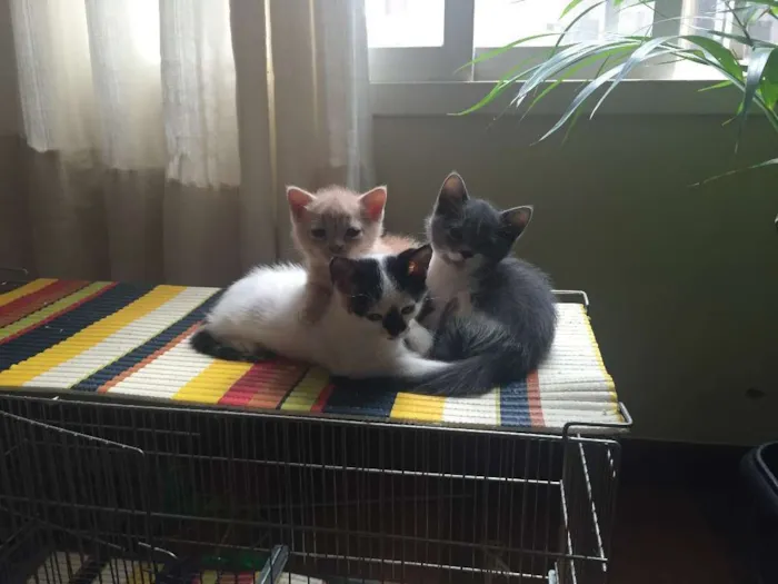 Gato ra a S.R.D. idade 2 a 6 meses nome Adoção conjunta