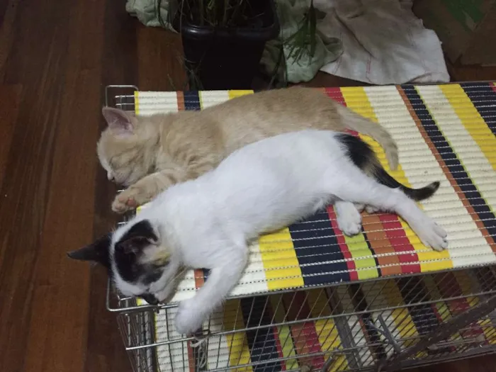 Gato ra a S.R.D. idade 2 a 6 meses nome Adoção conjunta