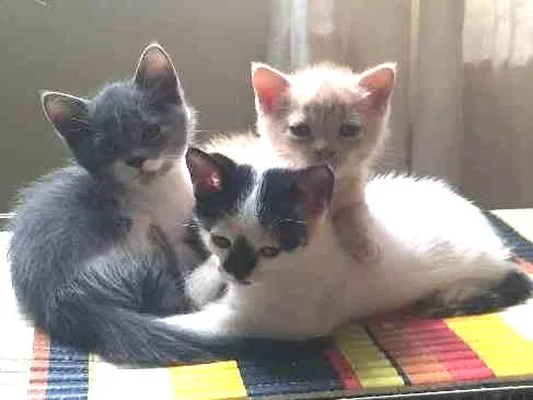 Gato ra a S.R.D. idade 2 a 6 meses nome Adoção conjunta