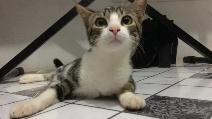 Gato ra a  idade 7 a 11 meses nome Zoe