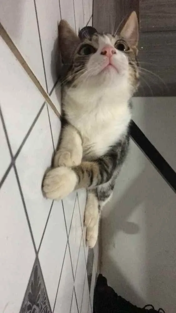 Gato ra a  idade 7 a 11 meses nome Zoe
