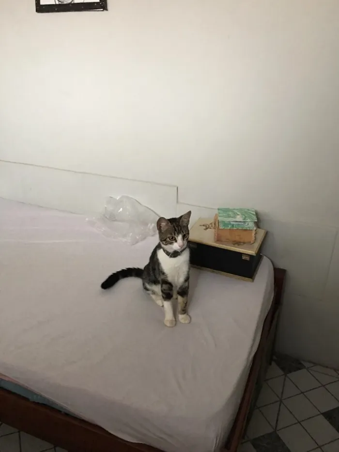 Gato ra a  idade 7 a 11 meses nome Zoe