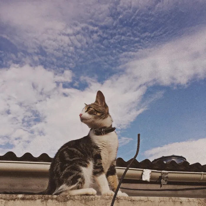 Gato ra a  idade 7 a 11 meses nome Zoe