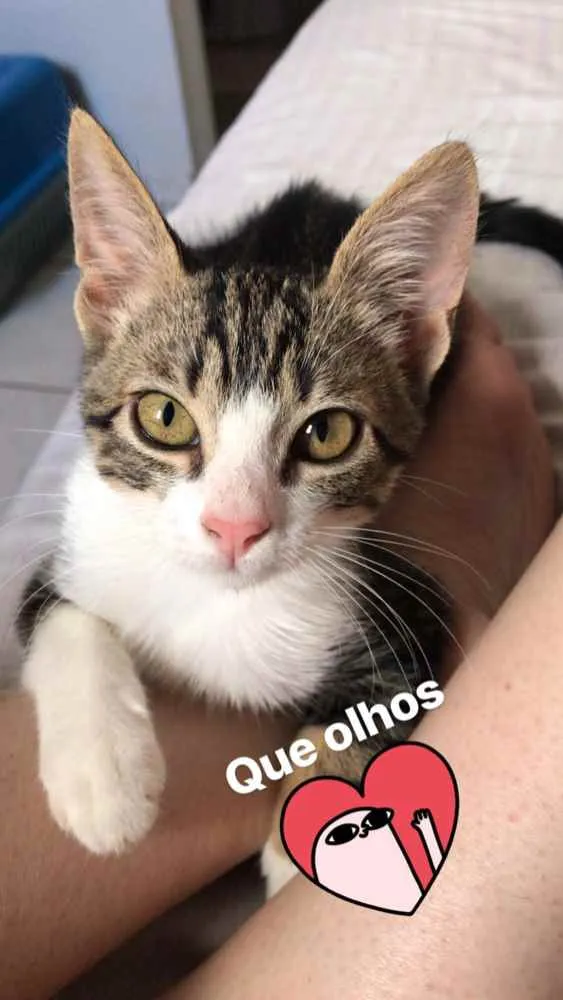Gato ra a  idade 7 a 11 meses nome Zoe