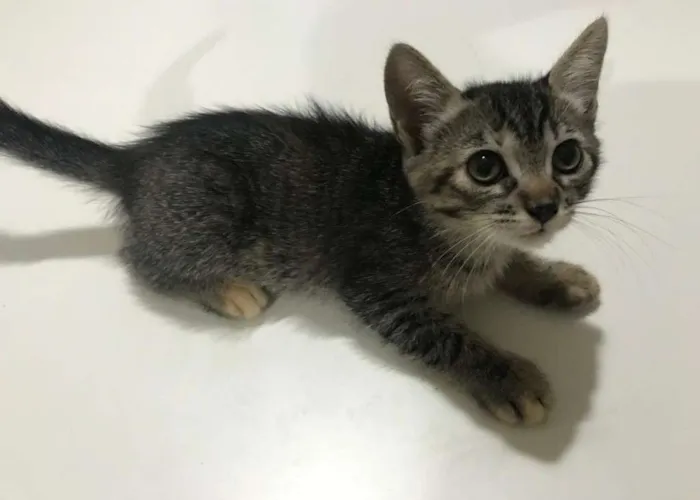 Gato ra a Rajada idade 2 a 6 meses nome Ceci