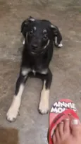 Pretinha