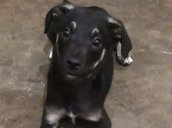 Cachorro ra a SRD idade 2 a 6 meses nome Pretinha