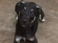 Pretinha