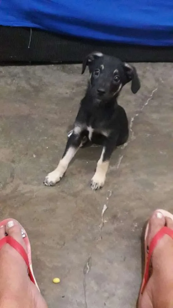Cachorro ra a SRD idade 2 a 6 meses nome Pretinha