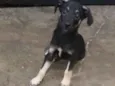 Pretinha