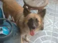 Apolo