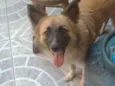 Apolo