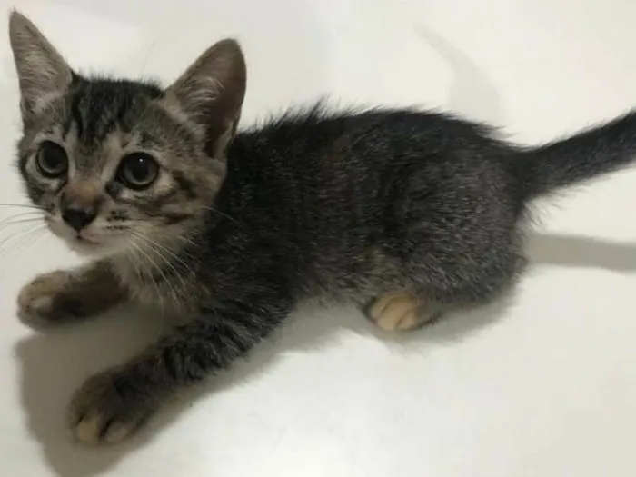 Gato ra a Rajada idade 2 a 6 meses nome Ceci