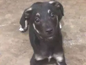 Cachorro raça SRD idade 2 a 6 meses nome Pretinha