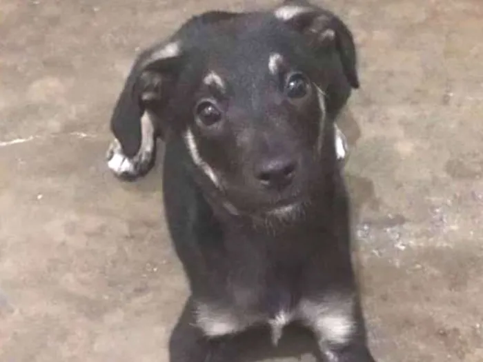 Cachorro ra a SRD idade 2 a 6 meses nome Pretinha