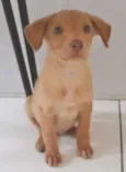 BORBOLETINHA
