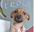 PÉROLA