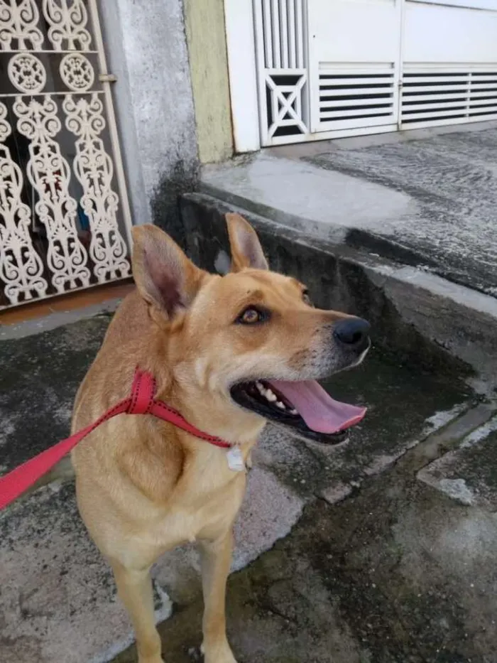 Cachorro ra a SRD idade 2 anos nome Sam