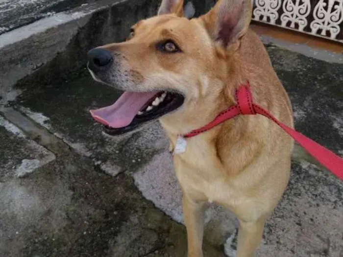 Cachorro ra a SRD idade 2 anos nome Sam
