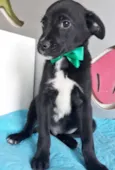 OREO