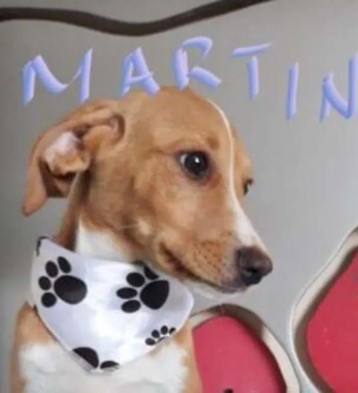 Cachorro ra a SRD idade 2 a 6 meses nome MARTIN