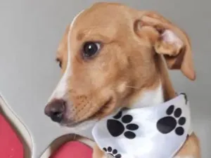 Cachorro raça SRD idade 2 a 6 meses nome MARTIN