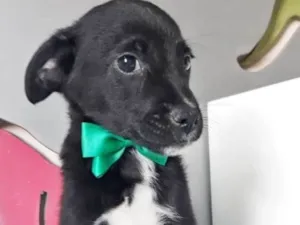 Cachorro raça SRD idade 2 a 6 meses nome OREO