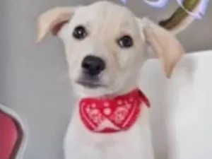 Cachorro raça SRD idade 2 a 6 meses nome BENTO