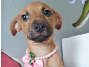 Cachorro raça SRD idade 2 a 6 meses nome PÉROLA