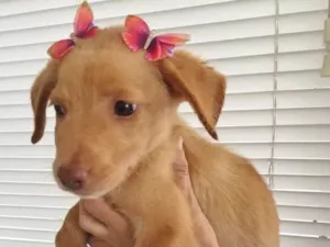 Cachorro raça SRD idade 2 a 6 meses nome BORBOLETINHA