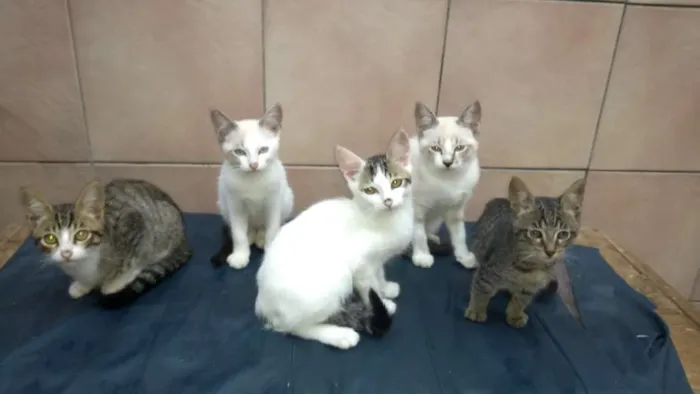 Gato raça  idade 2 a 6 meses nome Filhotes