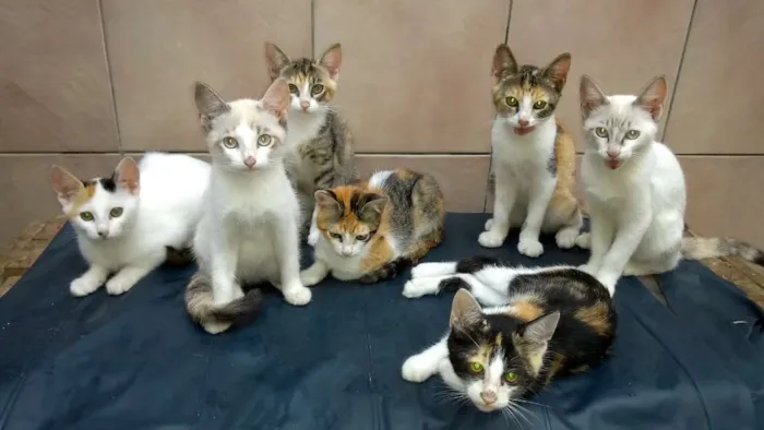 Gato raça  idade 2 a 6 meses nome Filhotes