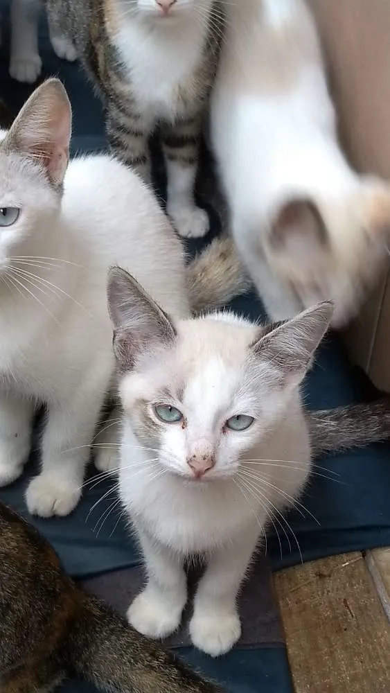 Gato raça  idade 2 a 6 meses nome Filhotes