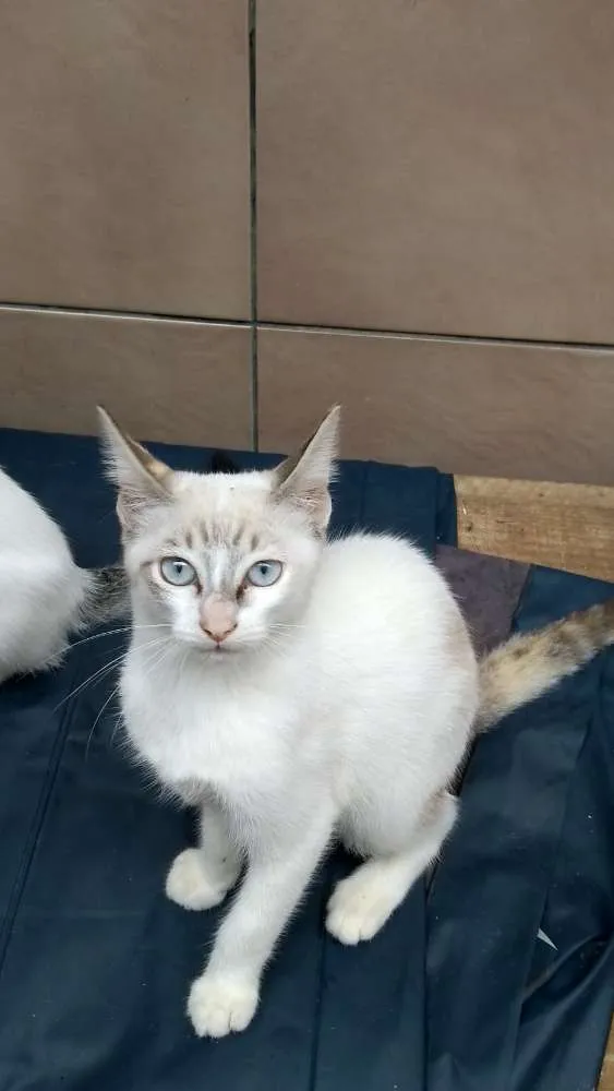 Gato raça  idade 2 a 6 meses nome Filhotes