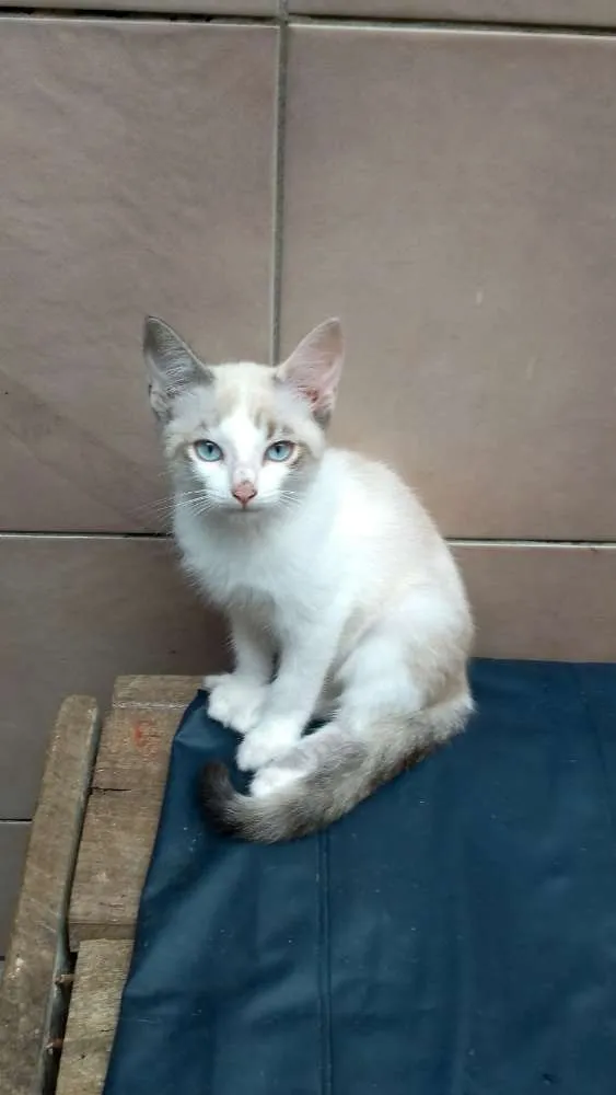 Gato raça  idade 2 a 6 meses nome Filhotes