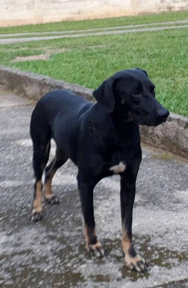 Cachorro ra a SRD idade 1 ano nome Diana