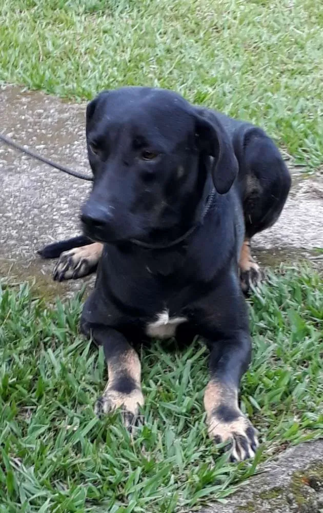 Cachorro ra a SRD idade 1 ano nome Diana