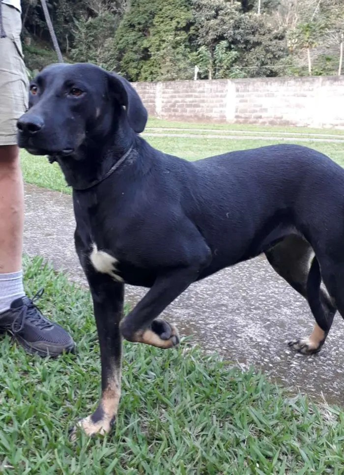 Cachorro ra a SRD idade 1 ano nome Diana