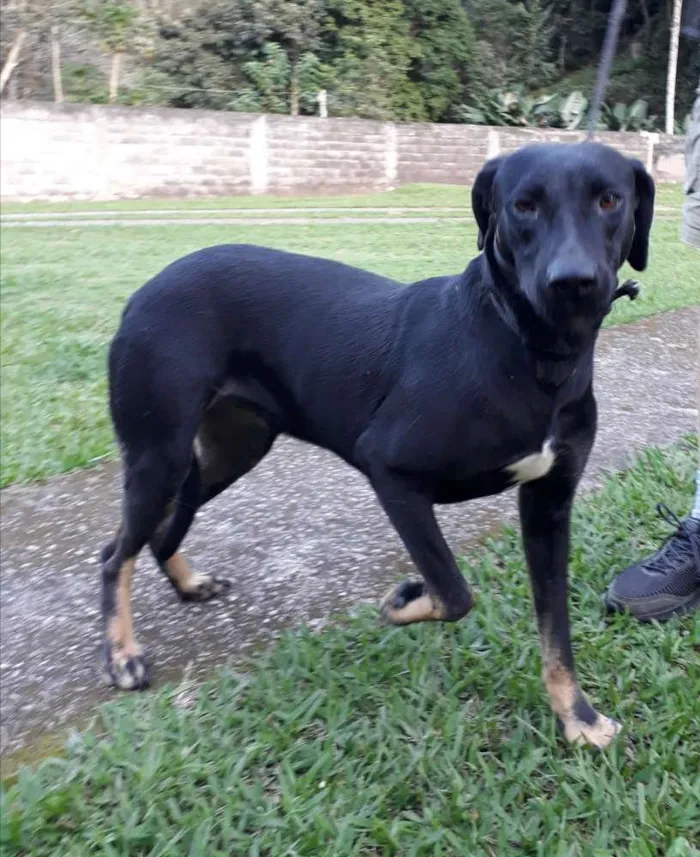 Cachorro ra a SRD idade 1 ano nome Diana