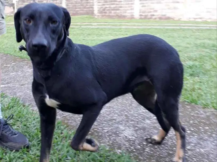 Cachorro ra a SRD idade 1 ano nome Diana