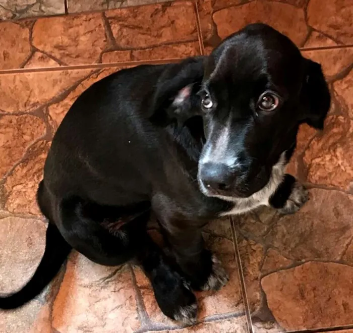 Cachorro ra a Cocker ( mestiço) idade 2 a 6 meses nome Pingo 