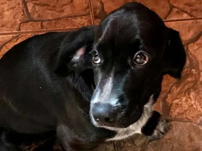 Cachorro ra a Cocker ( mestiço) idade 2 a 6 meses nome Pingo 