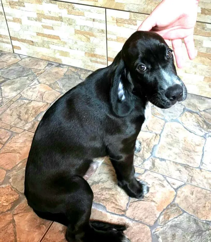 Cachorro ra a Cocker ( mestiço) idade 2 a 6 meses nome Pingo 