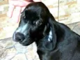 Pingo 